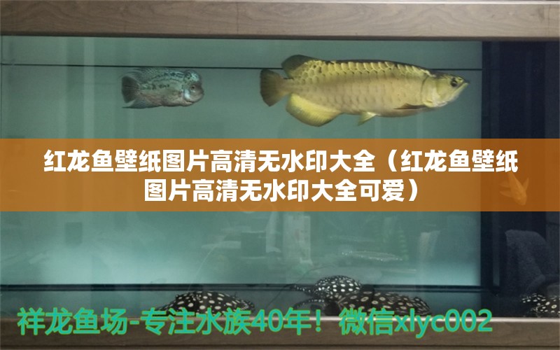 紅龍魚壁紙圖片高清無水印大全（紅龍魚壁紙圖片高清無水印大全可愛）