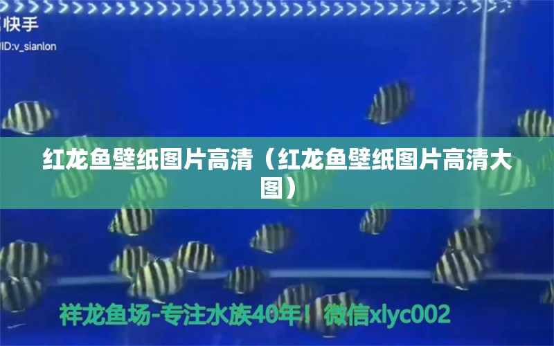 紅龍魚壁紙圖片高清（紅龍魚壁紙圖片高清大圖）