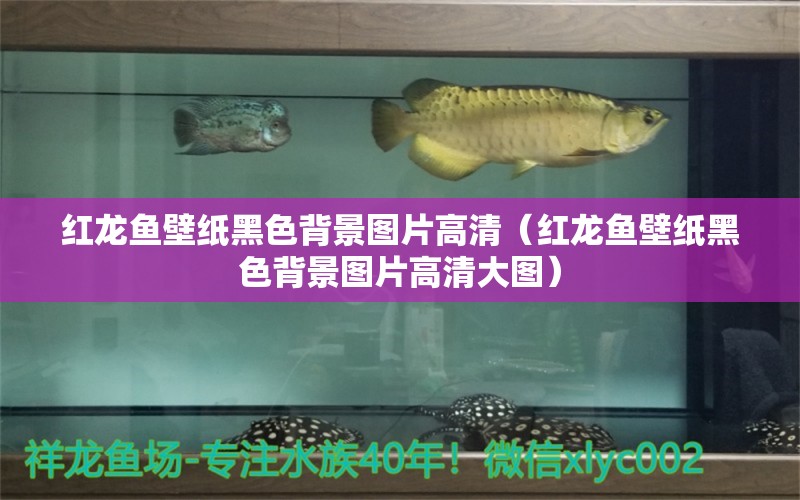 紅龍魚壁紙黑色背景圖片高清（紅龍魚壁紙黑色背景圖片高清大圖）