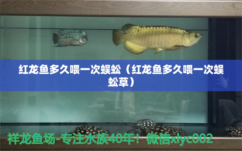 紅龍魚多久喂一次蜈蚣（紅龍魚多久喂一次蜈蚣草）