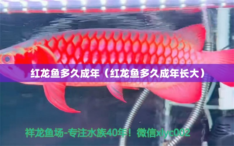 紅龍魚多久成年（紅龍魚多久成年長大） 印尼紅龍魚