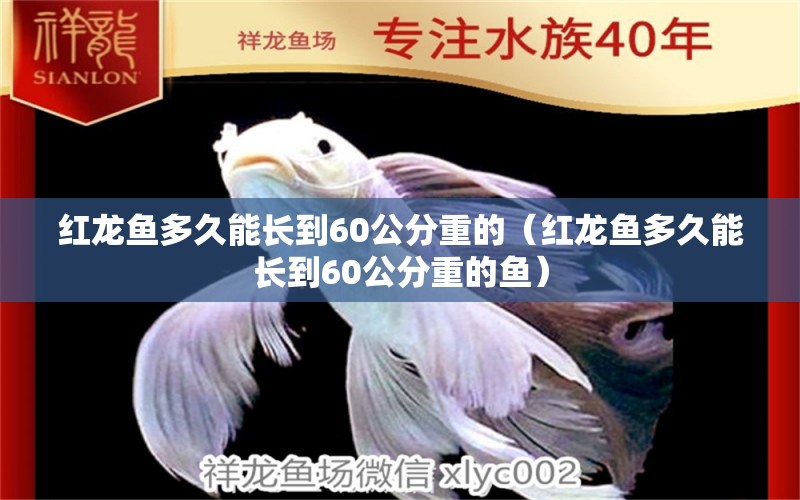 紅龍魚多久能長(zhǎng)到60公分重的（紅龍魚多久能長(zhǎng)到60公分重的魚） 印尼紅龍魚