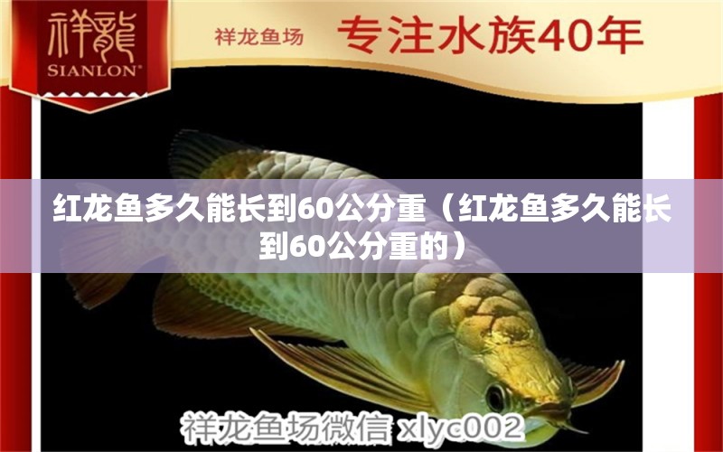 紅龍魚(yú)多久能長(zhǎng)到60公分重（紅龍魚(yú)多久能長(zhǎng)到60公分重的） 印尼紅龍魚(yú)