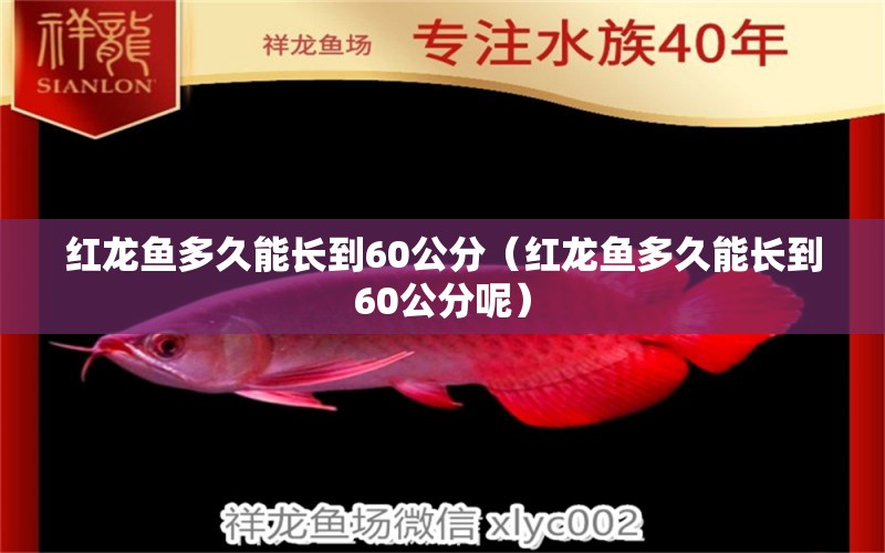 紅龍魚多久能長到60公分（紅龍魚多久能長到60公分呢）