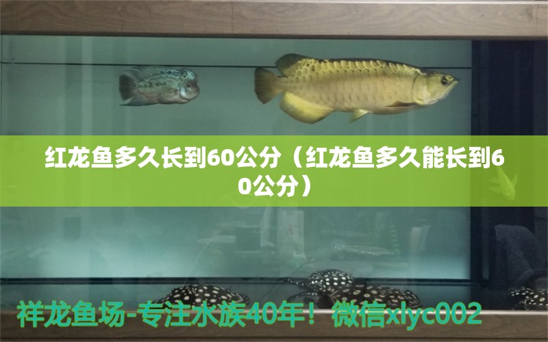 紅龍魚多久長到60公分（紅龍魚多久能長到60公分）