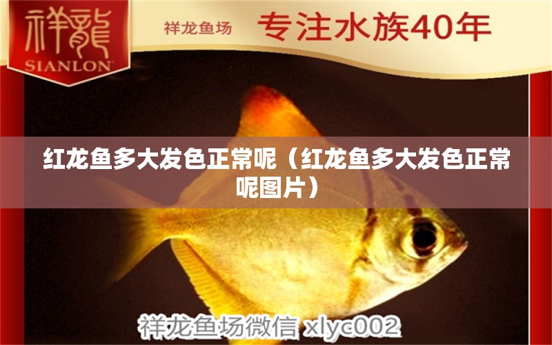 紅龍魚多大發(fā)色正常呢（紅龍魚多大發(fā)色正常呢圖片） 龍魚百科