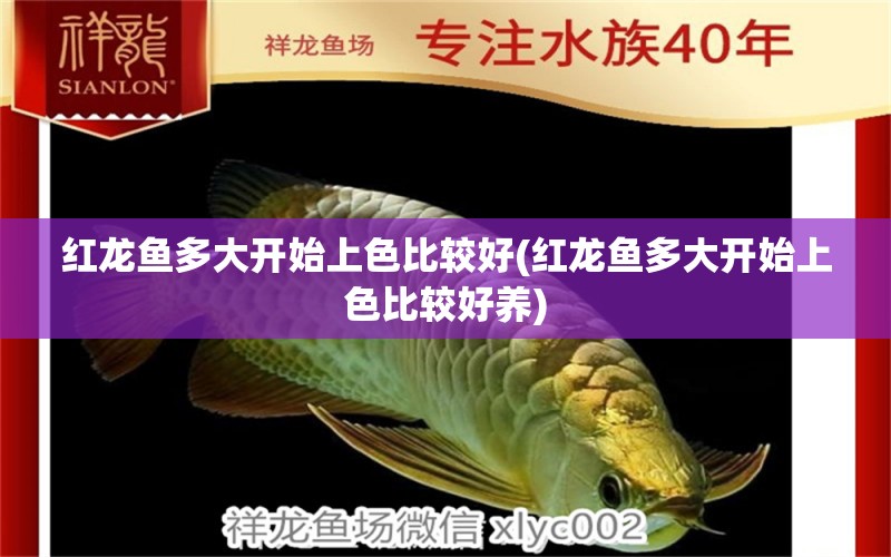 紅龍魚多大開始上色比較好(紅龍魚多大開始上色比較好養(yǎng)) 球鯊魚