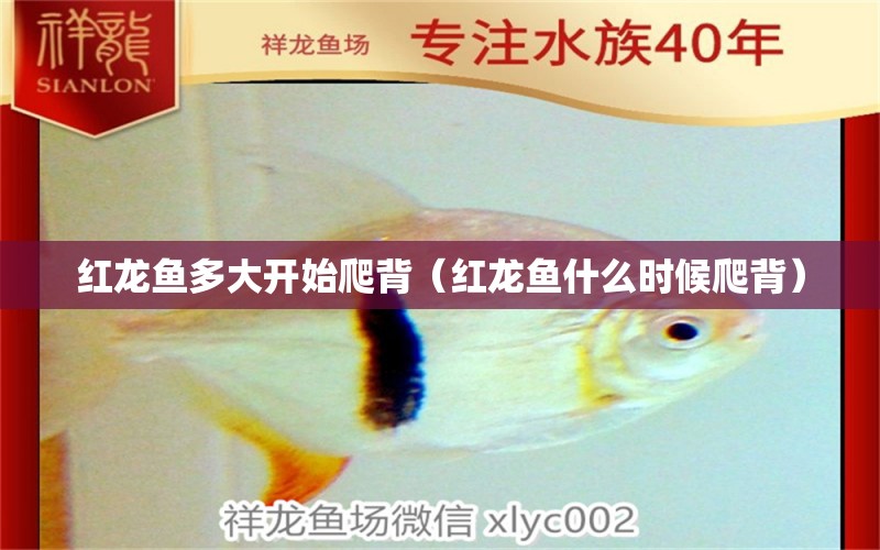 紅龍魚(yú)多大開(kāi)始爬背（紅龍魚(yú)什么時(shí)候爬背）