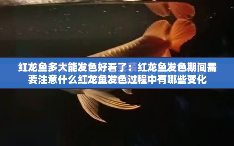 紅龍魚多大能發(fā)色好看了：紅龍魚發(fā)色期間需要注意什么紅龍魚發(fā)色過程中有哪些變化 水族問答 第1張