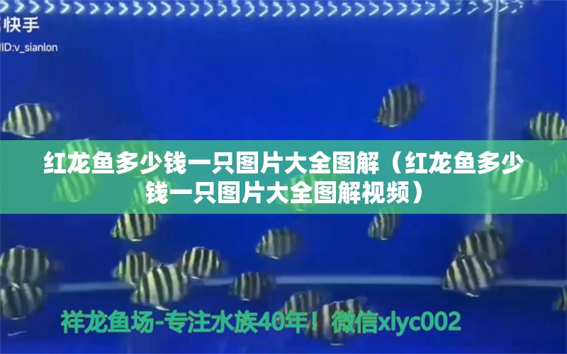 紅龍魚(yú)多少錢(qián)一只圖片大全圖解（紅龍魚(yú)多少錢(qián)一只圖片大全圖解視頻） 龍魚(yú)百科