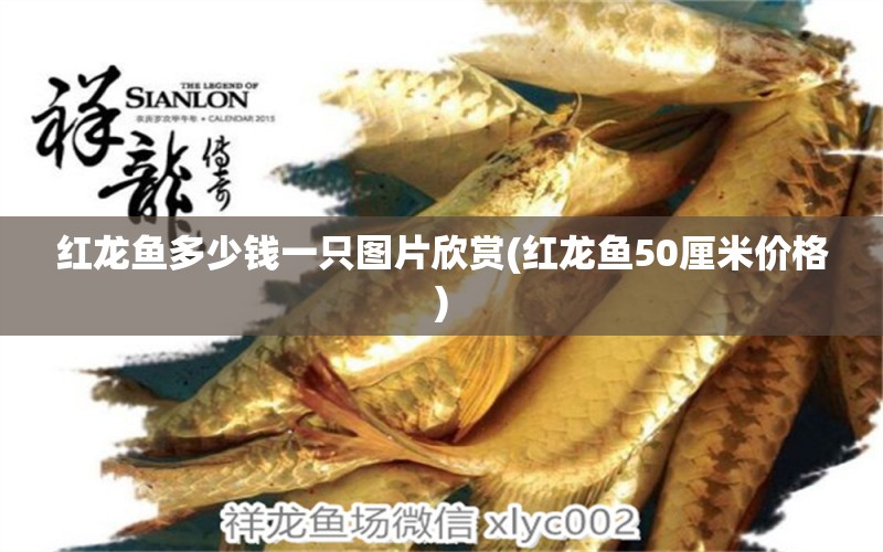 紅龍魚多少錢一只圖片欣賞(紅龍魚50厘米價格)