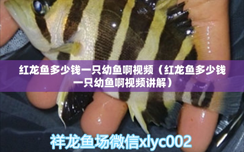 紅龍魚多少錢一只幼魚啊視頻（紅龍魚多少錢一只幼魚啊視頻講解） 印尼紅龍魚