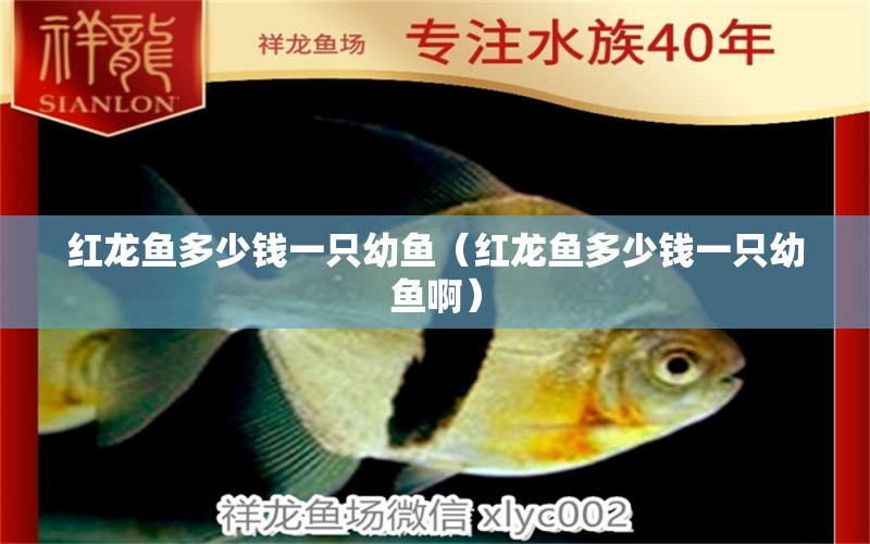 紅龍魚多少錢一只幼魚（紅龍魚多少錢一只幼魚?。? title=