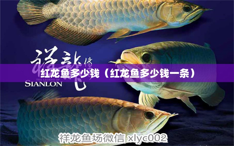 紅龍魚(yú)多少錢(qián)（紅龍魚(yú)多少錢(qián)一條） 印尼紅龍魚(yú)