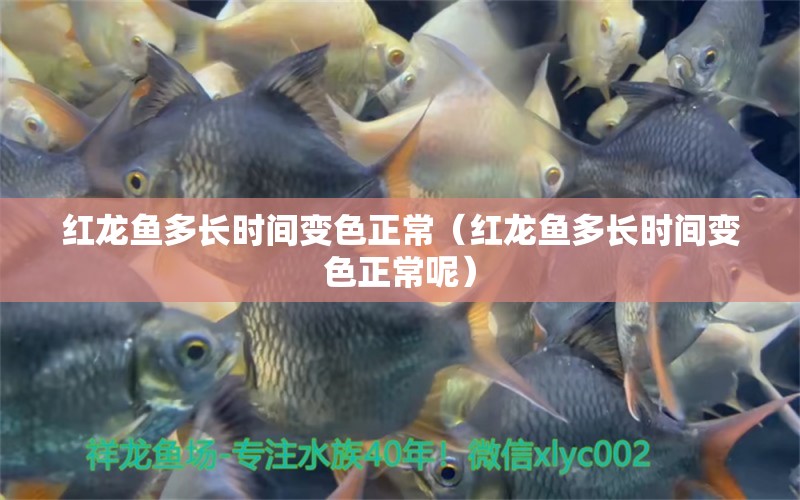 紅龍魚多長(zhǎng)時(shí)間變色正常（紅龍魚多長(zhǎng)時(shí)間變色正常呢）