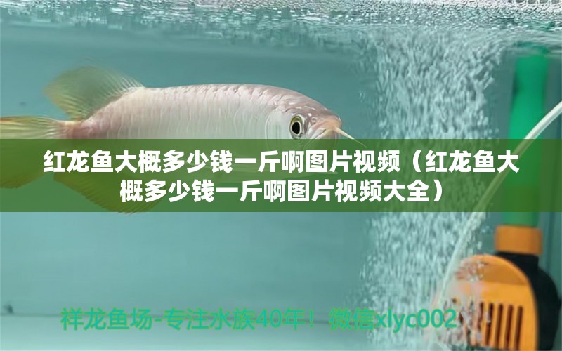 紅龍魚(yú)大概多少錢(qián)一斤啊圖片視頻（紅龍魚(yú)大概多少錢(qián)一斤啊圖片視頻大全） 印尼紅龍魚(yú)