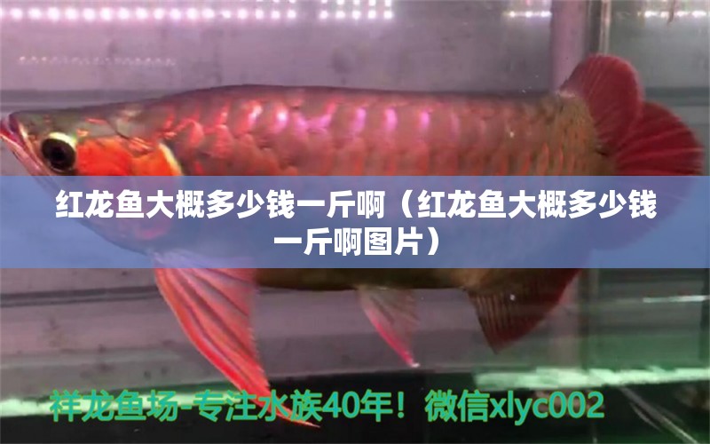 紅龍魚(yú)大概多少錢一斤?。t龍魚(yú)大概多少錢一斤啊圖片）