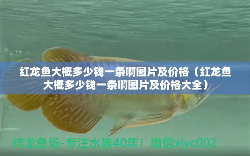 紅龍魚大概多少錢一條啊圖片及價格（紅龍魚大概多少錢一條啊圖片及價格大全） 印尼紅龍魚