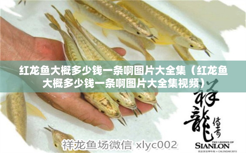 紅龍魚大概多少錢一條啊圖片大全集（紅龍魚大概多少錢一條啊圖片大全集視頻） 印尼紅龍魚