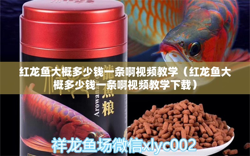 紅龍魚(yú)大概多少錢一條啊視頻教學(xué)（紅龍魚(yú)大概多少錢一條啊視頻教學(xué)下載） 印尼紅龍魚(yú)