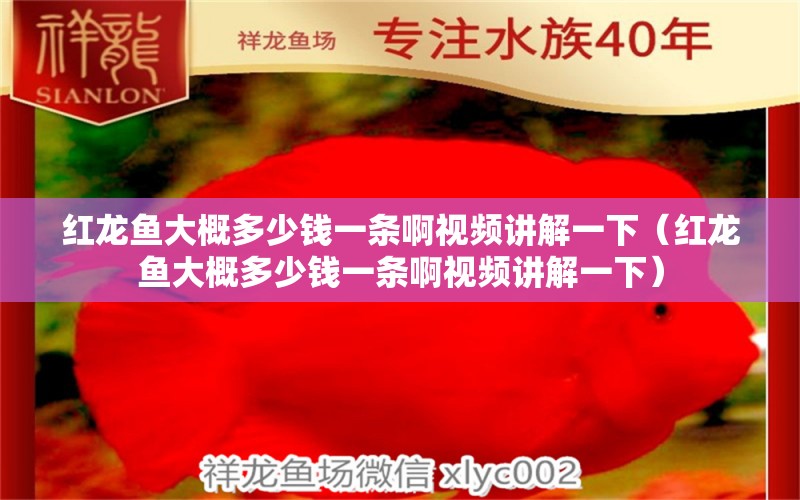 紅龍魚大概多少錢一條啊視頻講解一下（紅龍魚大概多少錢一條啊視頻講解一下） 印尼紅龍魚