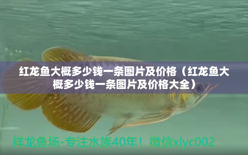 紅龍魚大概多少錢一條圖片及價(jià)格（紅龍魚大概多少錢一條圖片及價(jià)格大全） 印尼紅龍魚