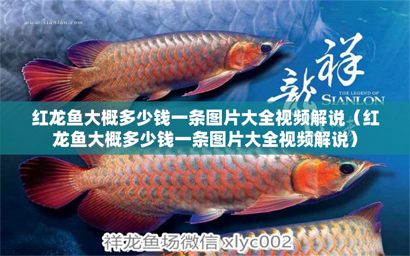 紅龍魚大概多少錢一條圖片大全視頻解說（紅龍魚大概多少錢一條圖片大全視頻解說） 印尼紅龍魚