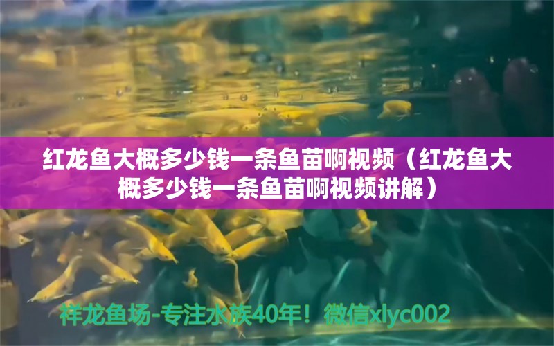 紅龍魚大概多少錢一條魚苗啊視頻（紅龍魚大概多少錢一條魚苗啊視頻講解） 印尼紅龍魚