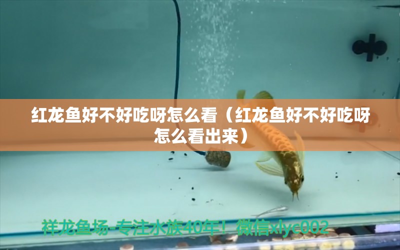 紅龍魚好不好吃呀怎么看（紅龍魚好不好吃呀怎么看出來）