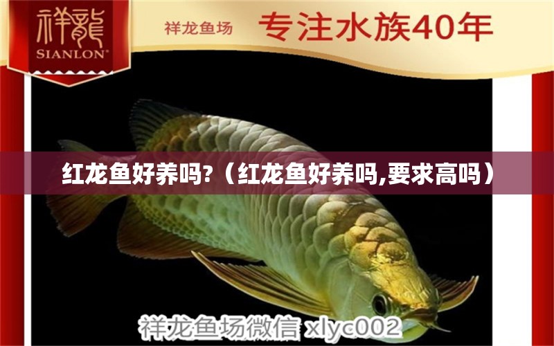 紅龍魚好養(yǎng)嗎?（紅龍魚好養(yǎng)嗎,要求高嗎）