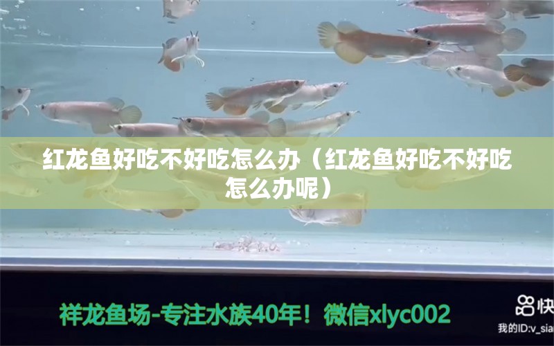 紅龍魚(yú)好吃不好吃怎么辦（紅龍魚(yú)好吃不好吃怎么辦呢）