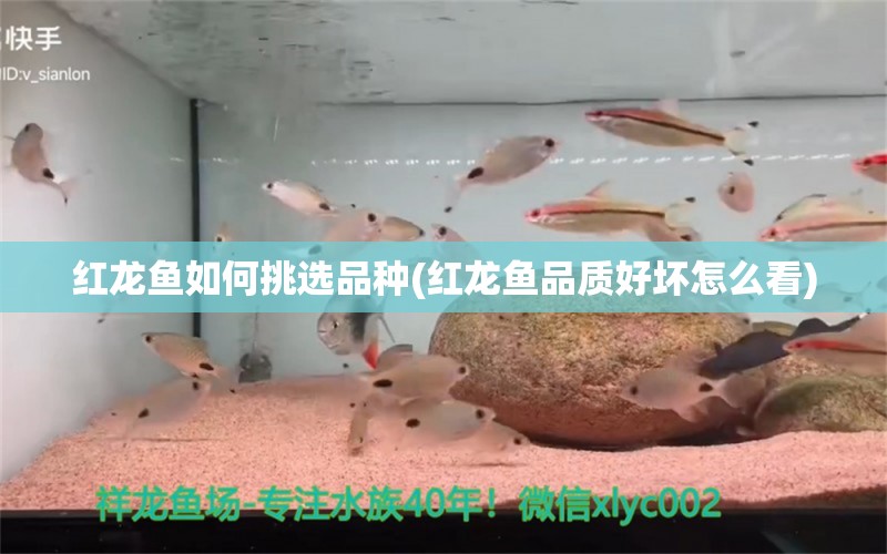 紅龍魚(yú)如何挑選品種(紅龍魚(yú)品質(zhì)好壞怎么看) 海水魚(yú)（海水魚(yú)批發(fā)）