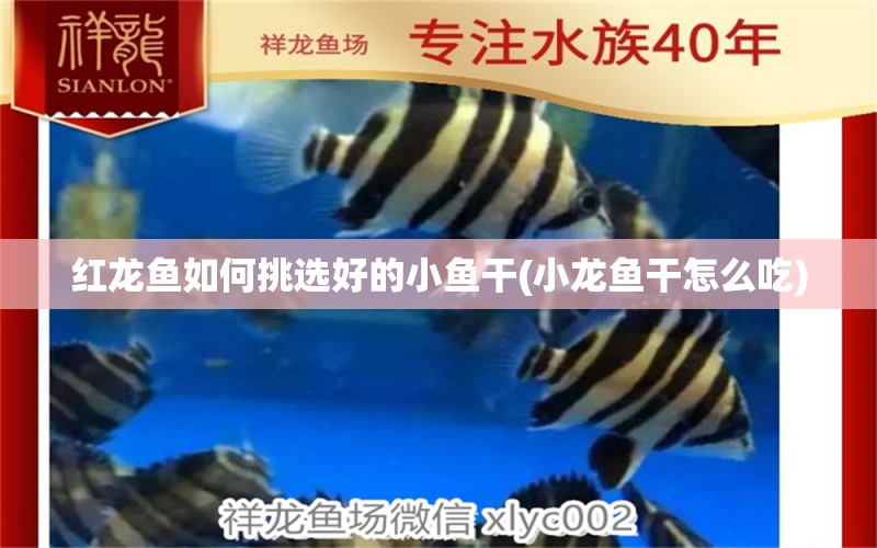 紅龍魚如何挑選好的小魚干(小龍魚干怎么吃) 馬拉莫寶石魚