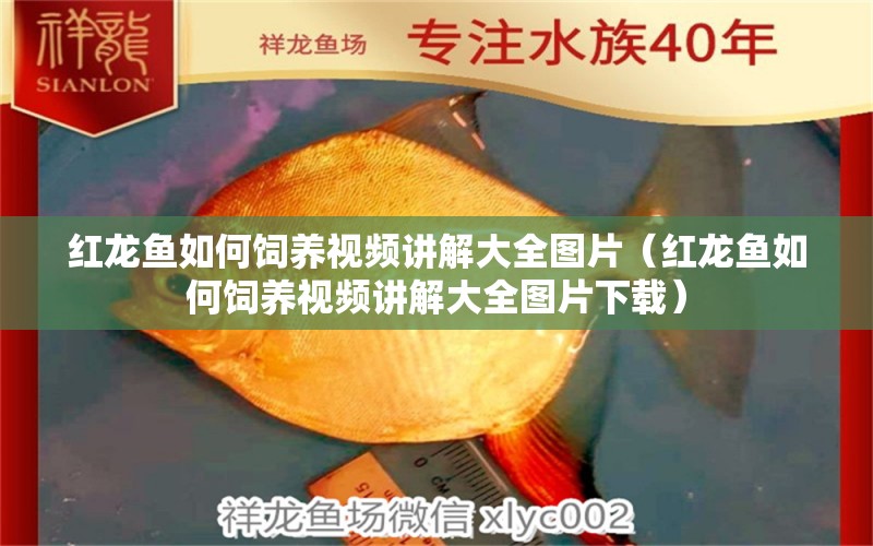 紅龍魚如何飼養(yǎng)視頻講解大全圖片（紅龍魚如何飼養(yǎng)視頻講解大全圖片下載）