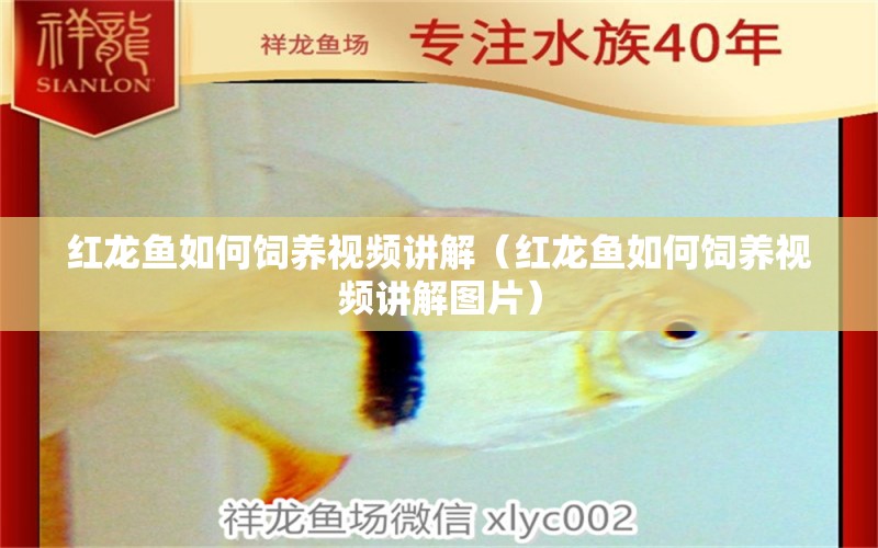 紅龍魚如何飼養(yǎng)視頻講解（紅龍魚如何飼養(yǎng)視頻講解圖片） 印尼紅龍魚