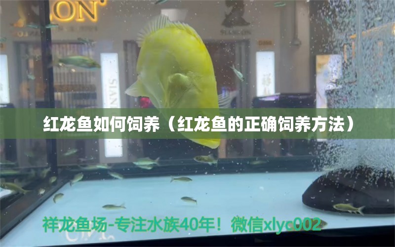 紅龍魚如何飼養(yǎng)（紅龍魚的正確飼養(yǎng)方法） 印尼紅龍魚