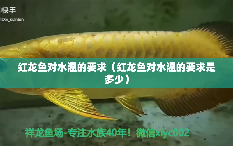 紅龍魚對水溫的要求（紅龍魚對水溫的要求是多少） 廣州龍魚批發(fā)市場