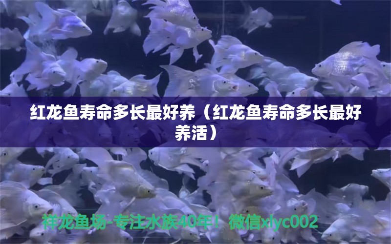 紅龍魚(yú)壽命多長(zhǎng)最好養(yǎng)（紅龍魚(yú)壽命多長(zhǎng)最好養(yǎng)活） 印尼紅龍魚(yú)