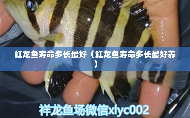 紅龍魚壽命多長最好（紅龍魚壽命多長最好養(yǎng)） 龍魚百科