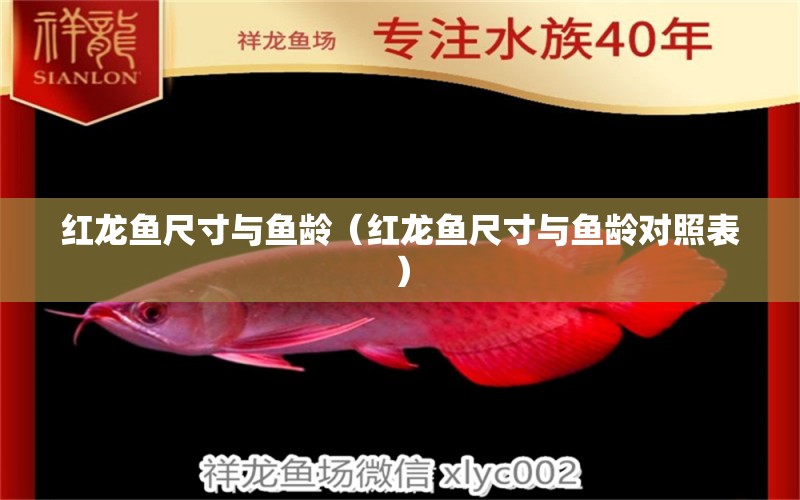 紅龍魚(yú)尺寸與魚(yú)齡（紅龍魚(yú)尺寸與魚(yú)齡對(duì)照表）