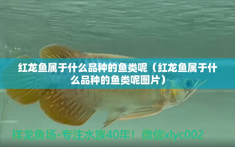 紅龍魚屬于什么品種的魚類呢（紅龍魚屬于什么品種的魚類呢圖片） 龍魚百科