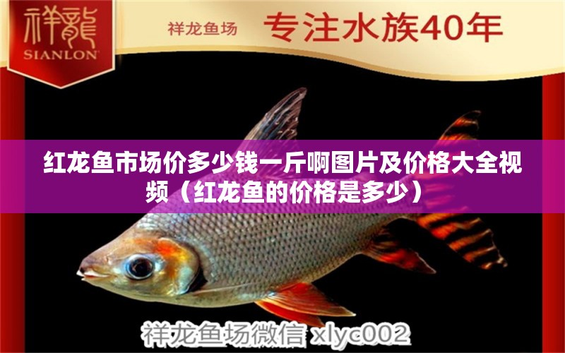 紅龍魚市場價多少錢一斤啊圖片及價格大全視頻（紅龍魚的價格是多少）