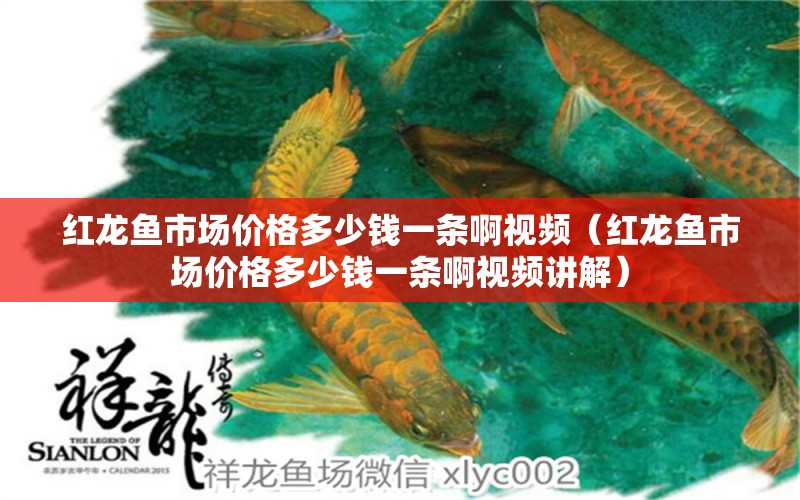 紅龍魚市場(chǎng)價(jià)格多少錢一條啊視頻（紅龍魚市場(chǎng)價(jià)格多少錢一條啊視頻講解） 龍魚百科