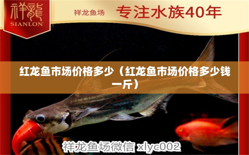 紅龍魚(yú)市場(chǎng)價(jià)格多少（紅龍魚(yú)市場(chǎng)價(jià)格多少錢(qián)一斤）