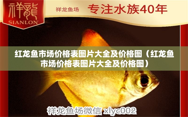 紅龍魚(yú)市場(chǎng)價(jià)格表圖片大全及價(jià)格圖（紅龍魚(yú)市場(chǎng)價(jià)格表圖片大全及價(jià)格圖）