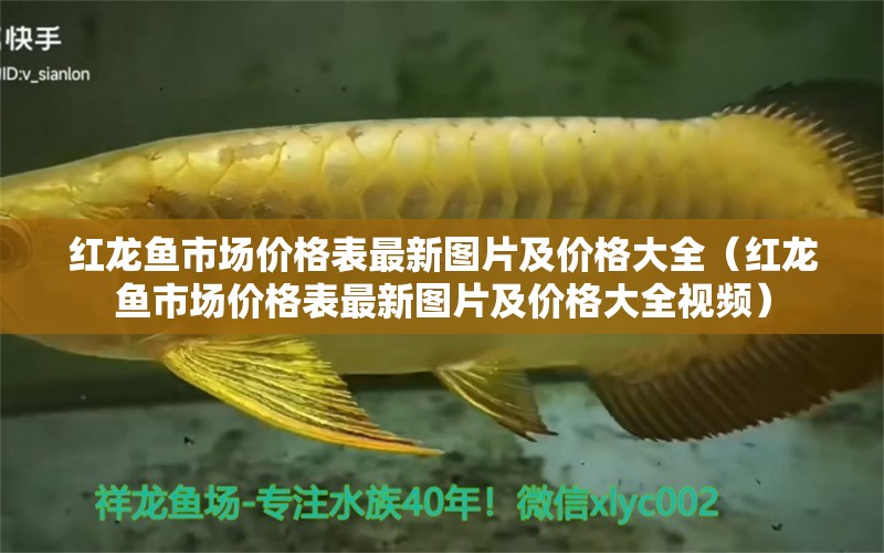 紅龍魚市場價格表最新圖片及價格大全（紅龍魚市場價格表最新圖片及價格大全視頻）