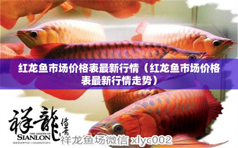 紅龍魚市場(chǎng)價(jià)格表最新行情（紅龍魚市場(chǎng)價(jià)格表最新行情走勢(shì)）