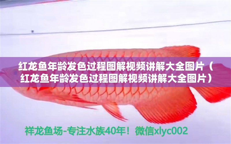 紅龍魚年齡發(fā)色過程圖解視頻講解大全圖片（紅龍魚年齡發(fā)色過程圖解視頻講解大全圖片）