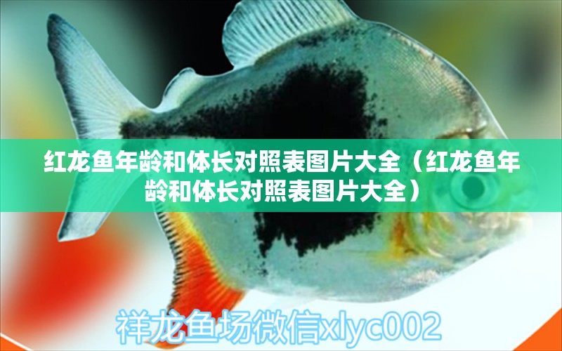 紅龍魚(yú)年齡和體長(zhǎng)對(duì)照表圖片大全（紅龍魚(yú)年齡和體長(zhǎng)對(duì)照表圖片大全） 龍魚(yú)百科