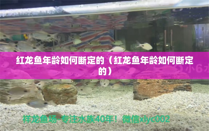 紅龍魚年齡如何斷定的（紅龍魚年齡如何斷定的） 印尼紅龍魚